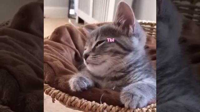 Милое видео ч1