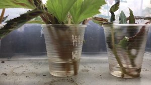 Как укоренить черенки бегонии