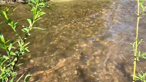 Река Тумнин