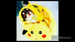 Юми чу и Киса Алиса