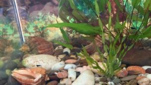 Креветочник.Белые «блохи»-остракоды.