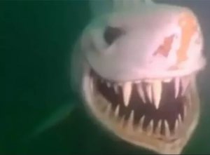 Акула на дне Невшательского озера на западе Швейцарии