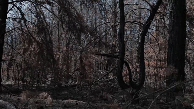 Пожар лесопосадки в Караганде смотреть онлайн