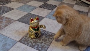 Смешной котенок и кот Манэки-нэко