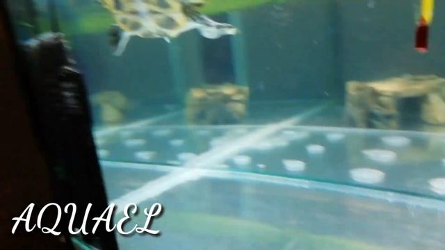 Красноухие черепахи секреты обогрева. Лампы фильтры и водонагреватели. Расположение акватеррариума