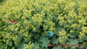 Манжетка мягкая (alchemilla mollis) ? мягкая манжетка обзор: как сажать, рассада манжетки