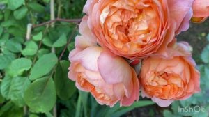 Lady of shalott vs Lady Emma Hamilton David Austin War of the roses