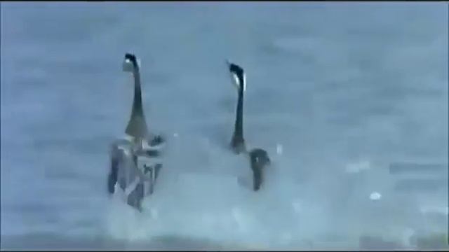 Как лебеди танцуют лезгинку смотреть онлайн