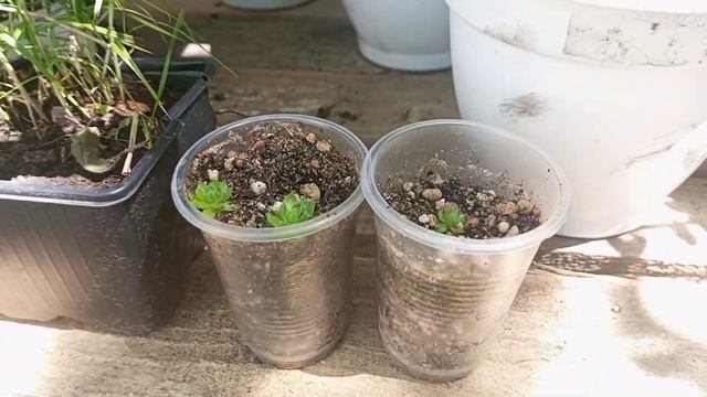 Прогулка по саду. Цветут клематисы, гвоздики, мыльнянка, Бесконечное лето и др. Мастерю стеллаж смотреть онлайн