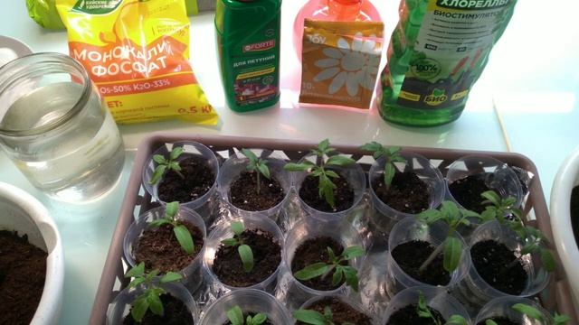 ТОМАТ как ребенок, важные ОСОБЕННОСТИ УХОДА в начале выращивания КРЕПКОЙ РАССАДЫ! смотреть онлайн