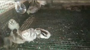 КОРМЛЕНИЕ С ПЕРВЫХ ДНЕЙ ЖИЗНИ ЦЫПЛЯТ, УТЯТ,ГУСЯТ, ЦЕСАРЯТ. СЕКРЕТЫ//  КОНКУРС