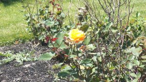 Strike It Rich Grandiflora: Maplewood Rose Garden