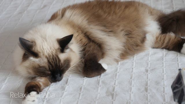 Ragdoll CAT Purring Sound. Relaxing Cat Sounds. Helps To Fall Asleep.