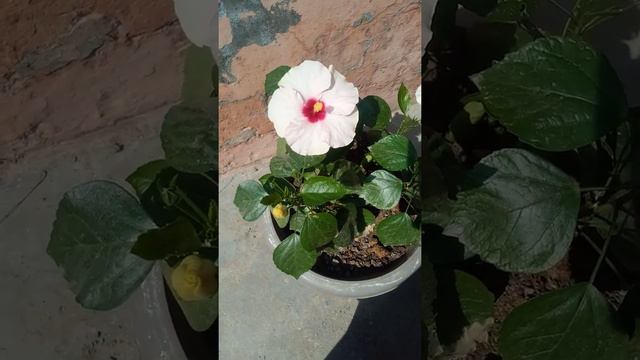 Hibiscus plant care🌺🌺 смотреть онлайн