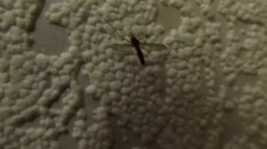 Лунная походка умирающего от раптора комара.