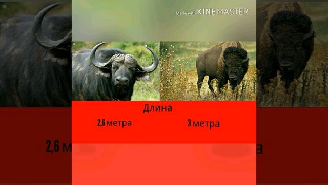 Буйвол против бизона смотреть онлайн