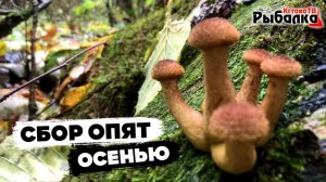 Сбор грибов ОПЯТА в Зелёном городе.