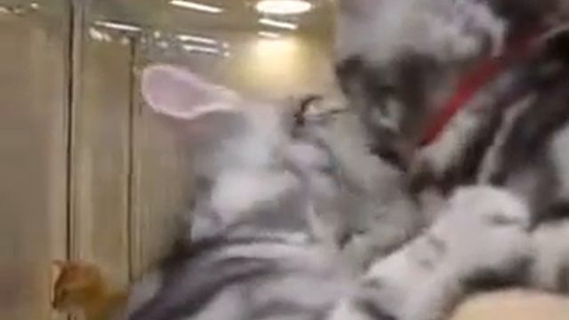 Кошачий поцелуй смотреть онлайн