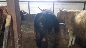 Правильная подборка бычков на откорм.fattening bulls