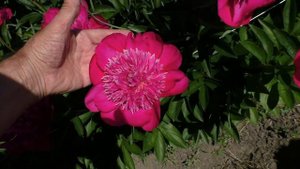 пион Nippon Parade