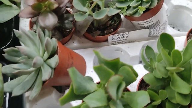 Епіцентр Садовий центр Квітковий рай  Декоративно листяні, квітучі, сукуленти, кактуси