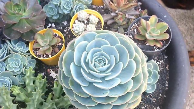 As SUCULENTAS mais lindas que vc verá hoje + Dicas de Cultivo 😱 // Paraíso da Suculenta смотреть онлайн