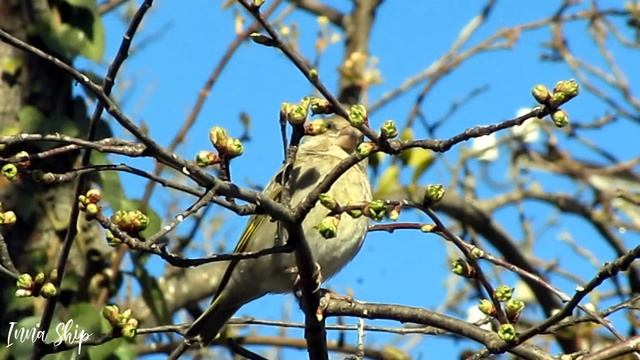 green woodpecker зеленый #дятел #дубонос #щегол #зеленушка #greenfinch #goldfinch #hawfinch смотреть онлайн