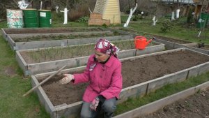 Лучший способ посева моркови