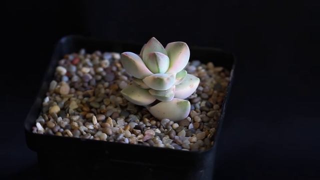 Crassula Moonglow f variegata смотреть онлайн