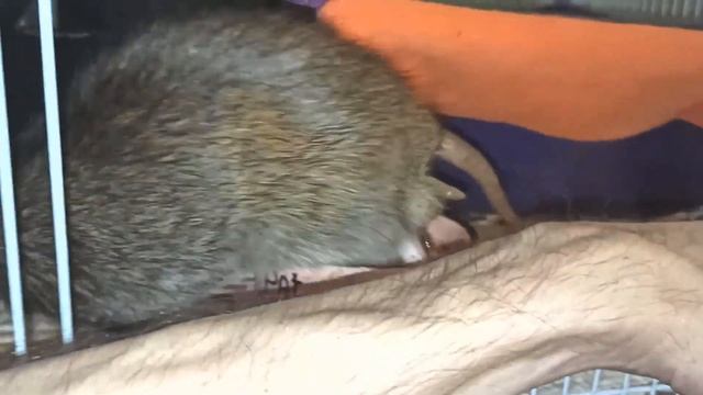 Жрём гадких человеков! ? Дикий, но симпатичный пасюк Страдивари. ? (Wild Rats | Дикие Крысы) ? смотреть онлайн