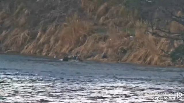 Белоголовый орлан поймал и еле вытащил рыбу на берег #Аляска#Медведи #рыбалка#США смотреть онлайн