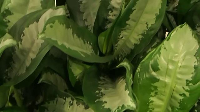 Aglaonema ´Silver Bay´ смотреть онлайн