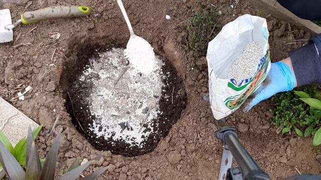 Как посадить пион, купленный весной