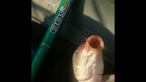 Рыбалка на сазана.Сартлан 17.07.20г.