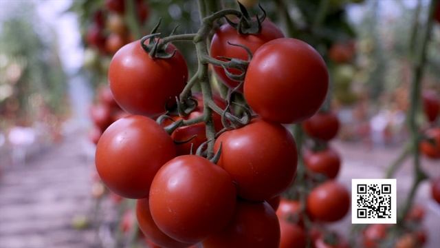 Томатное дерево на вашем огороде. Это возможно, но не просто смотреть онлайн