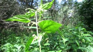 КАК Я НА КОП ЗА ПЯТАКАМИ ЕЗЖУ! КОП С АКА СОРЕКС ПРО