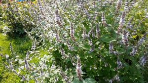 Английская мята - English Mint