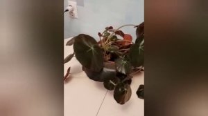 Бегония Фиста уход и размножение.