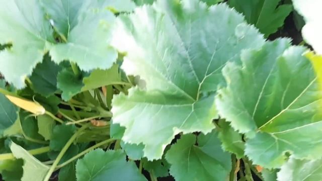 0.5 л под Куст Кабачков в Июле Урожай валом Подкормка под куст Кабачков и Цукини. смотреть онлайн