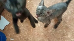 Котята поют. Хор Турецкого отдыхает. # 109.