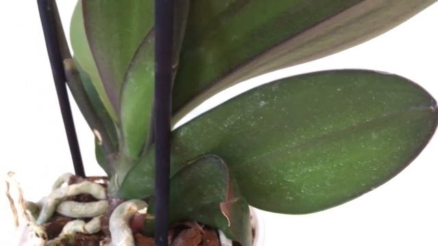 Новая орхидея в коллекции. Многими желаемая Интрига. Орхидея Интрига. смотреть онлайн