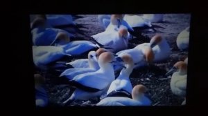 UNIC UC46 супер проектор за свои деньги!