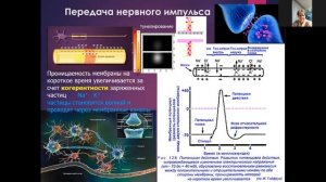 Квантовые явления в биологии Ч 3 окончание. 09.01.2022