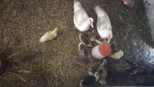 Вывод осенних утят, индоутята пропали(