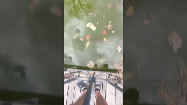 @красивая # рыбка? смотреть онлайн