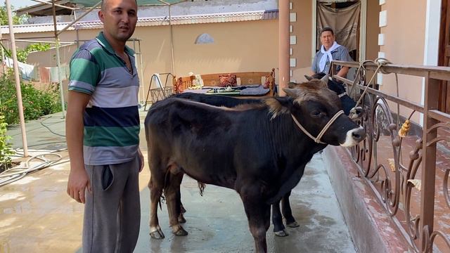 Qirgizistan Paroda Ikki ta buqalar sotiladi ☎️94-854-67-67  Dastafka bor .