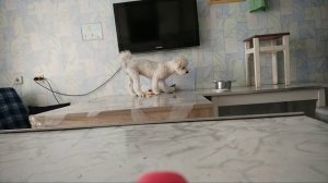 Как отучить собаку воровать со стола.