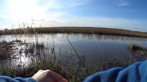 Ловля карасей на "Нагульном пруду " в рыбхозе "Раково".