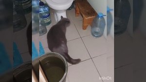 Умный кот ходит на унитаз ?, а умный унитаз смывает за котом ?