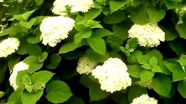 Цветы для души. Яркие краски лета.